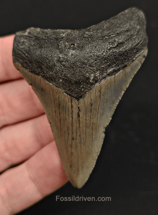 2.65" North Carolina Megalodon Tooth - Complete Specimen - Real Fossil Shark Tooth - Fossil Driven