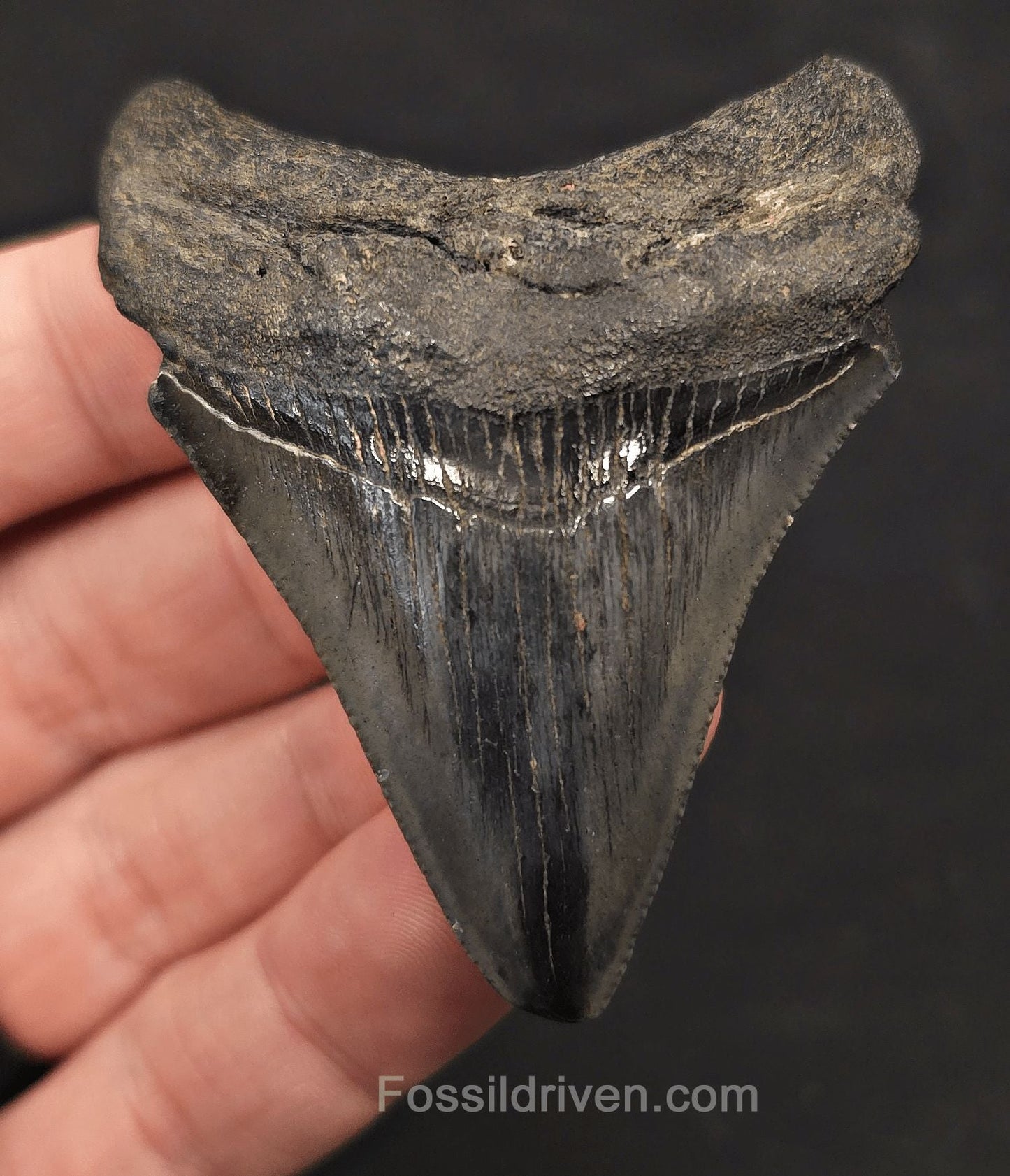 2.66" Fossil Megalodon Tooth - Charleston, South Carolina | Fossil Driven - Fossil Driven