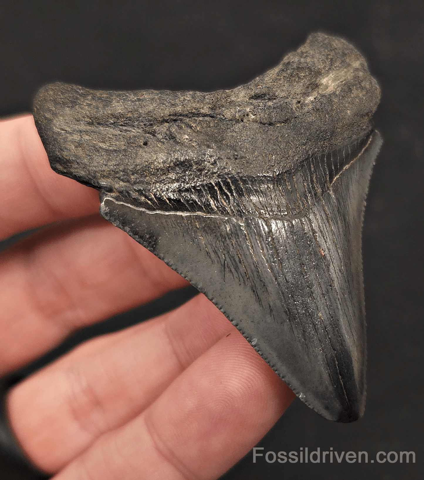 2.66" Fossil Megalodon Tooth - Charleston, South Carolina | Fossil Driven - Fossil Driven