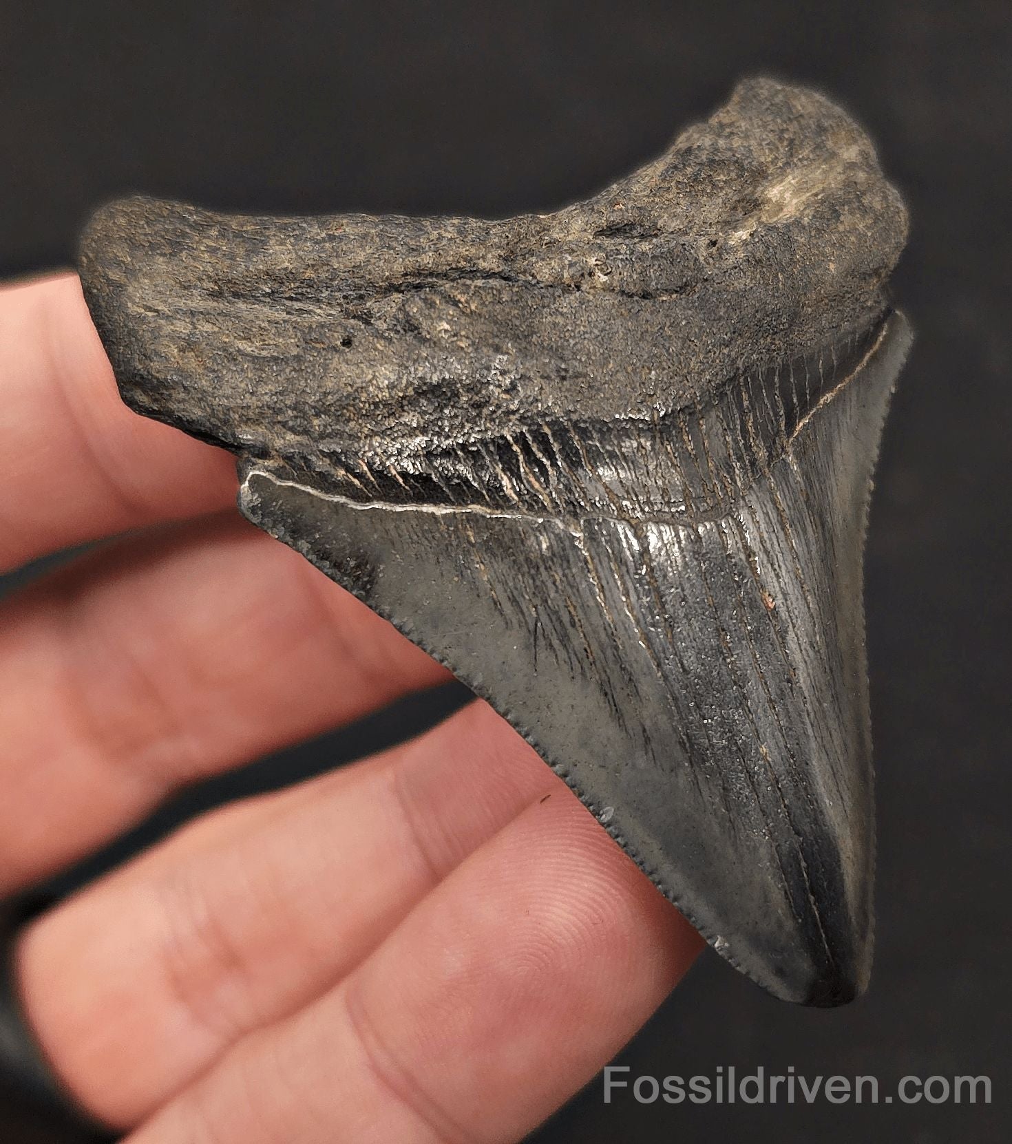 2.66" Fossil Megalodon Tooth - Charleston, South Carolina | Fossil Driven - Fossil Driven