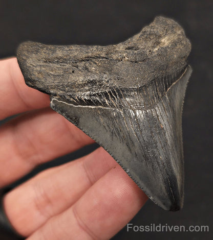 2.66" Fossil Megalodon Tooth - Charleston, South Carolina | Fossil Driven - Fossil Driven