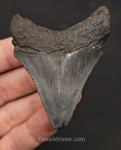 2.66" Fossil Megalodon Tooth - Charleston, South Carolina | Fossil Driven - Fossil Driven