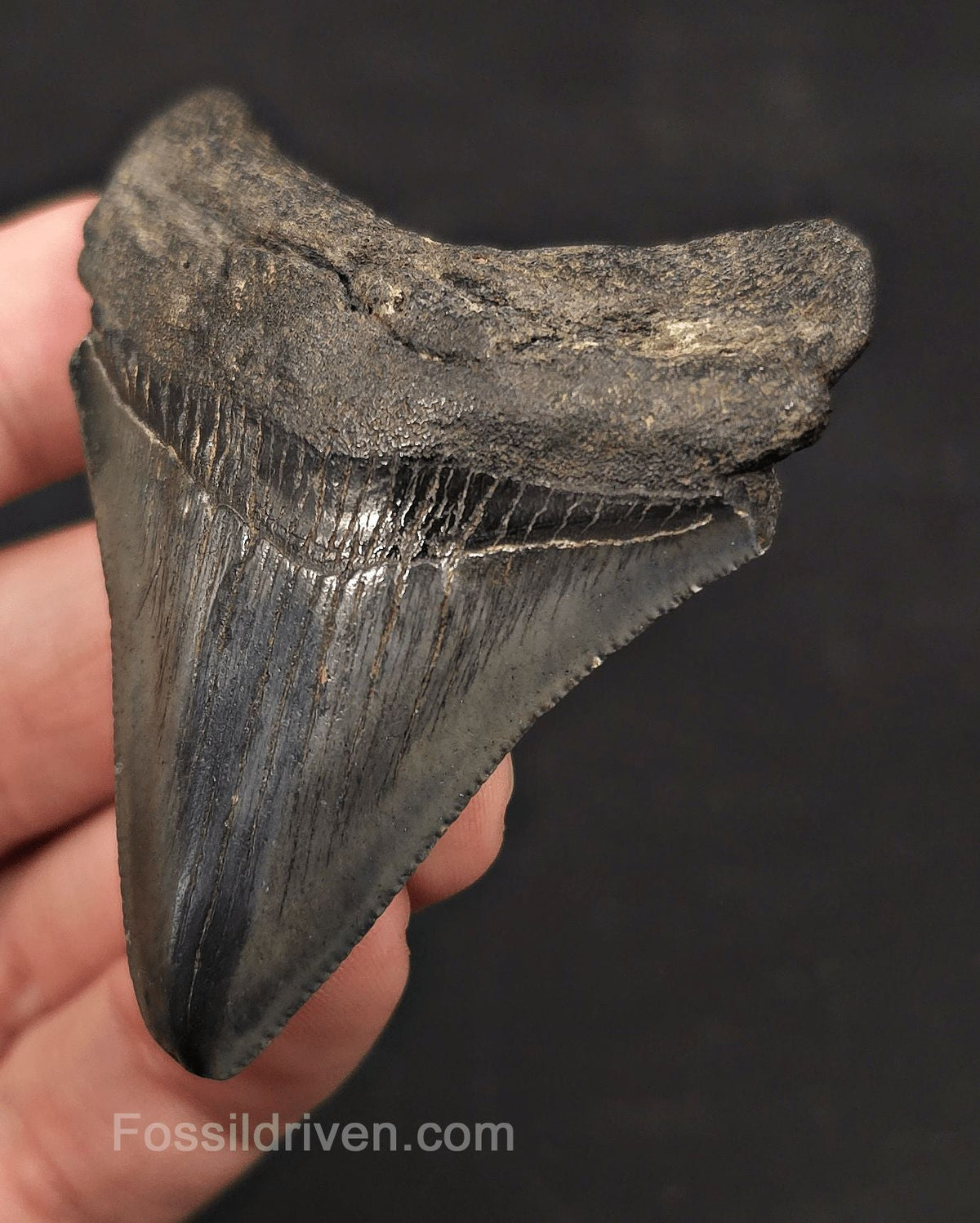 2.66" Fossil Megalodon Tooth - Charleston, South Carolina | Fossil Driven - Fossil Driven