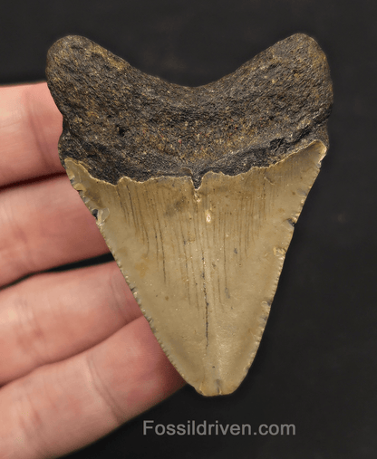 2.66" Fossil Megalodon Tooth - Meg Ledge, North Carolina | Fossil Driven - Fossil Driven