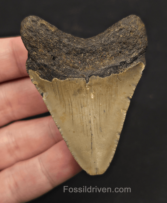 2.66" Fossil Megalodon Tooth - Meg Ledge, North Carolina | Fossil Driven - Fossil Driven