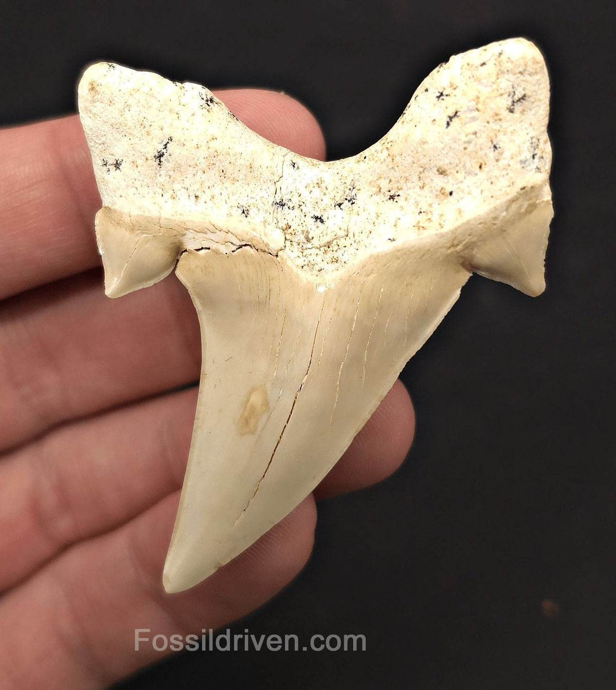 2.66" Fossil Otodus obliquus Tooth - Morocco | Fossil Driven - Fossil Driven