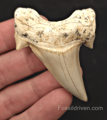 2.66" Fossil Otodus obliquus Tooth - Morocco | Fossil Driven - Fossil Driven