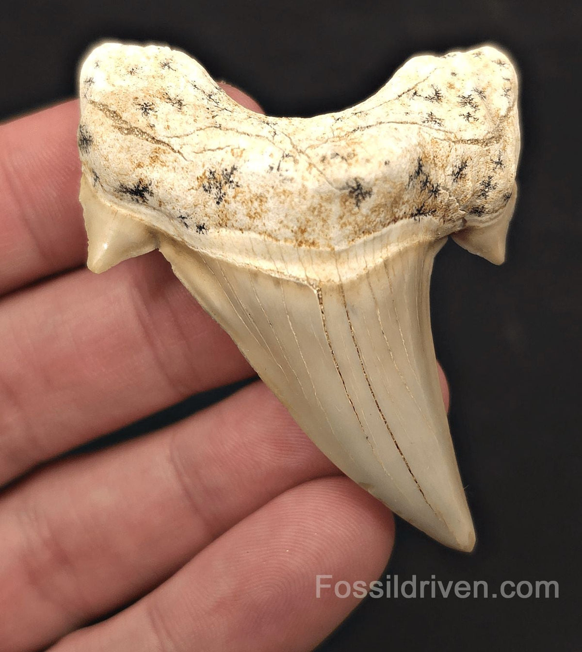 2.66" Fossil Otodus obliquus Tooth - Morocco | Fossil Driven - Fossil Driven