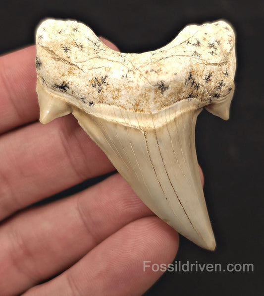 2.66" Fossil Otodus obliquus Tooth - Morocco | Fossil Driven - Fossil Driven