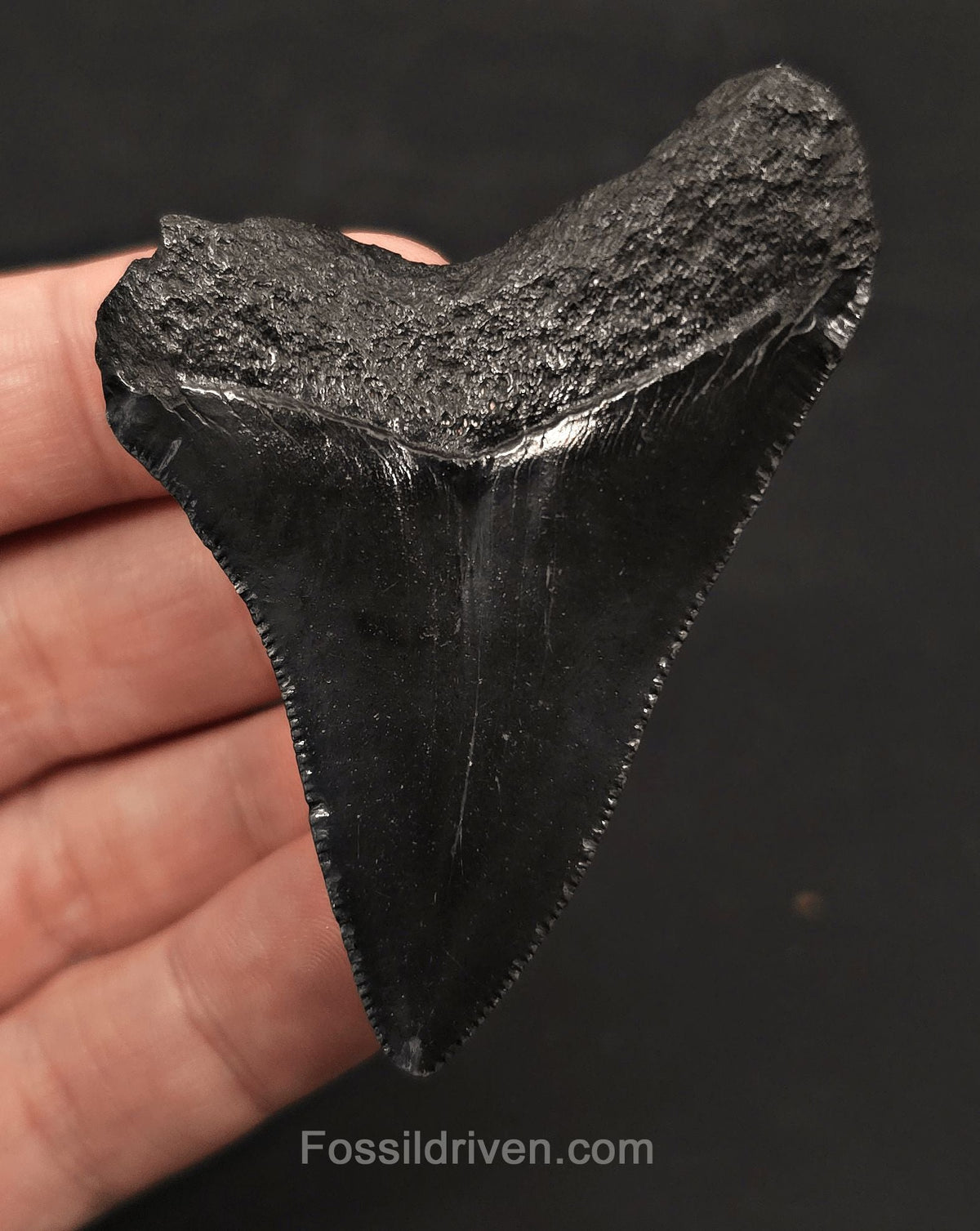 2.67" Fossil Megalodon Tooth - Charleston, South Carolina | Fossil Driven - Fossil Driven