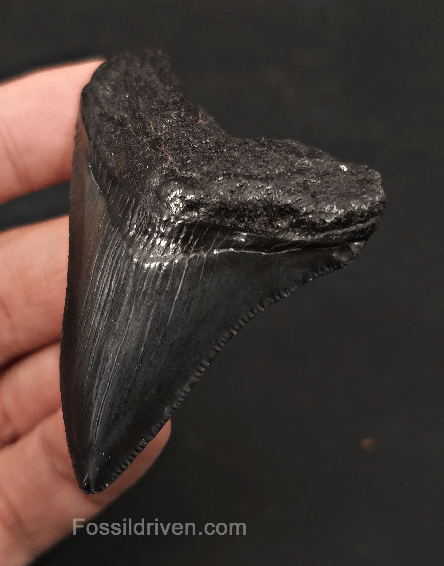 2.67" Fossil Megalodon Tooth - Charleston, South Carolina | Fossil Driven - Fossil Driven