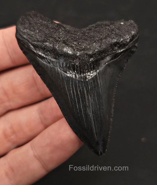 2.67" Fossil Megalodon Tooth - Charleston, South Carolina | Fossil Driven - Fossil Driven