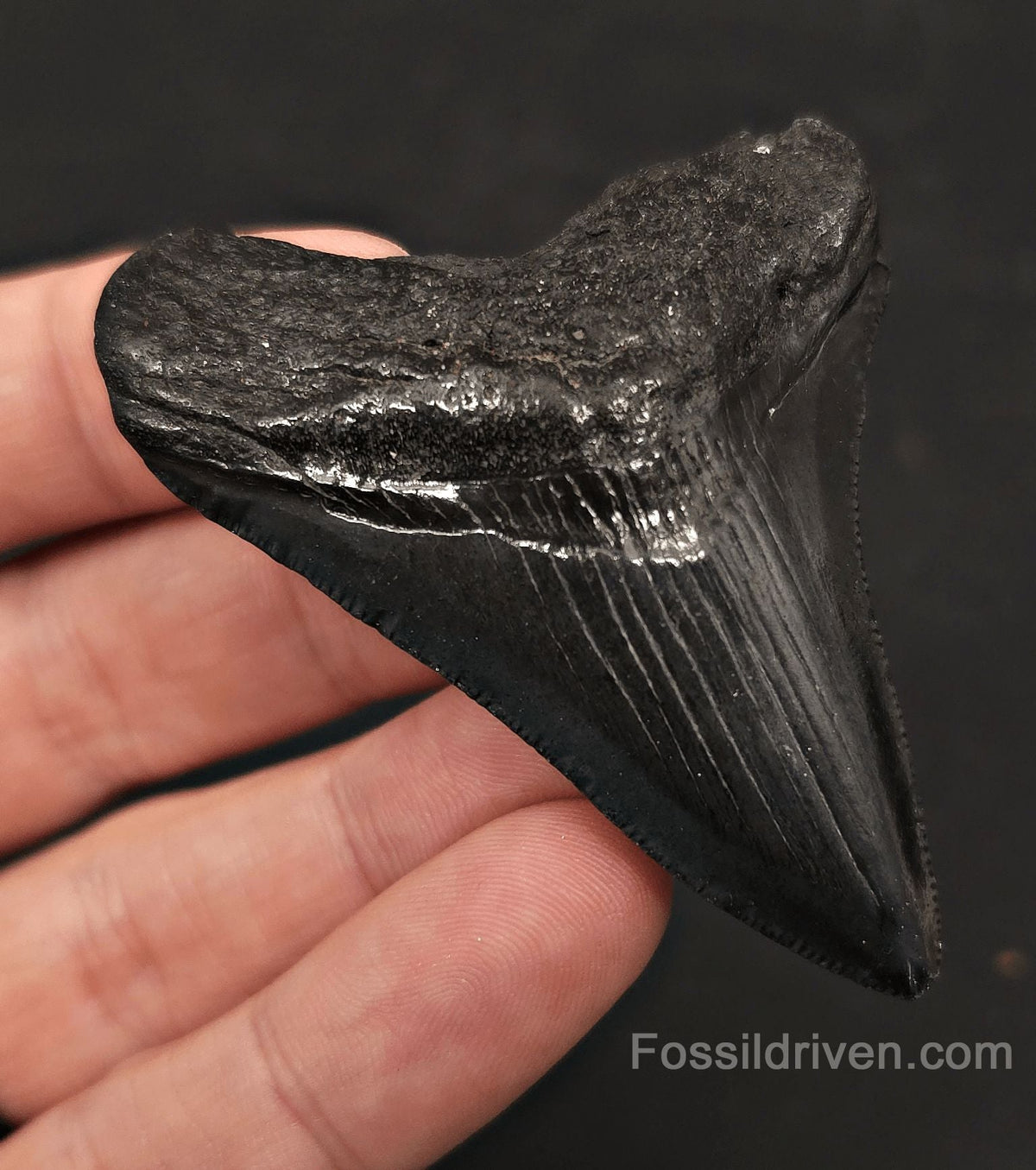 2.67" Fossil Megalodon Tooth - Charleston, South Carolina | Fossil Driven - Fossil Driven