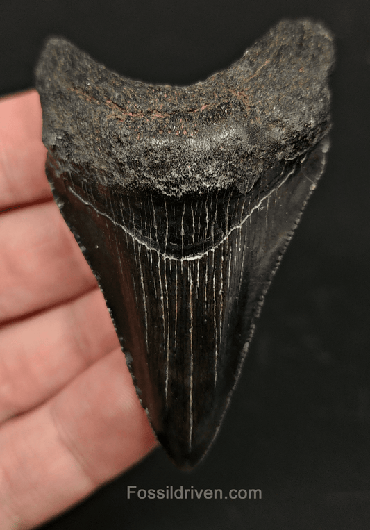 2.67" South Carolina Megalodon Tooth - Solid Specimen - Authentic Fossil Shark Tooth - Fossil Driven