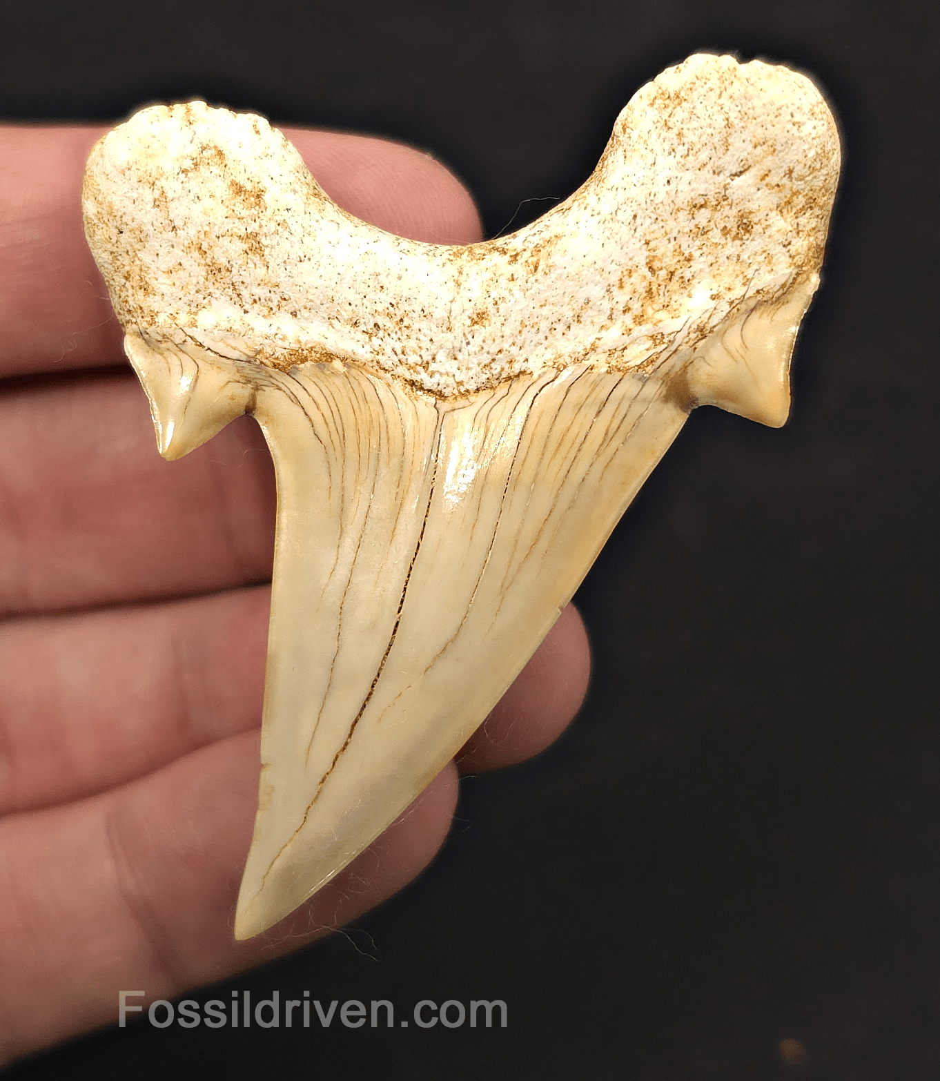 2.68" Fossil Otodus obliquus Tooth - Morocco | Fossil Driven - Fossil Driven