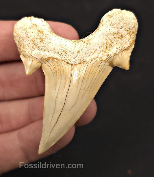 2.68" Fossil Otodus obliquus Tooth - Morocco | Fossil Driven - Fossil Driven