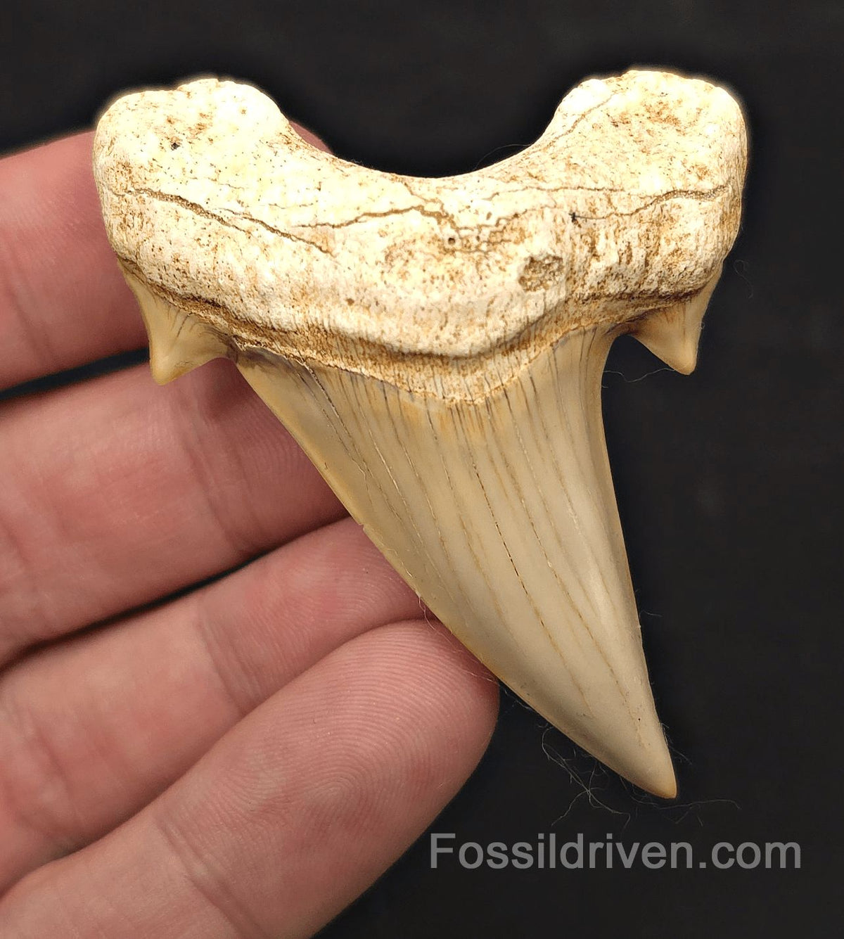 2.68" Fossil Otodus obliquus Tooth - Morocco | Fossil Driven - Fossil Driven