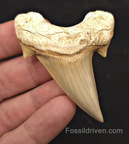 2.68" Fossil Otodus obliquus Tooth - Morocco | Fossil Driven - Fossil Driven