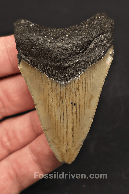 2.69" Fossil Megalodon Tooth for Sale - North Carolina | Fossil Driven - Fossil Driven
