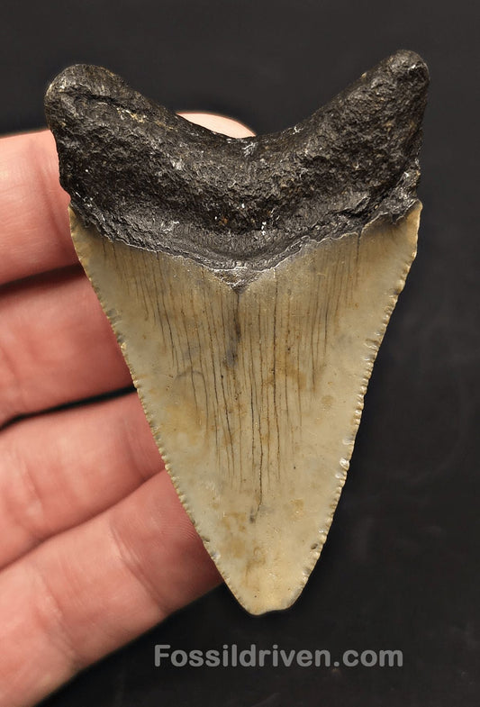 2.69" Fossil Megalodon Tooth - North Carolina | Fossil Driven - Fossil Driven