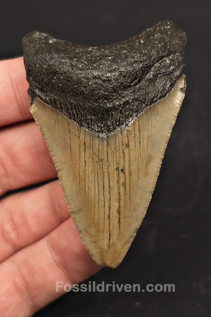 2.69" Fossil Megalodon Tooth - North Carolina | Fossil Driven - Fossil Driven