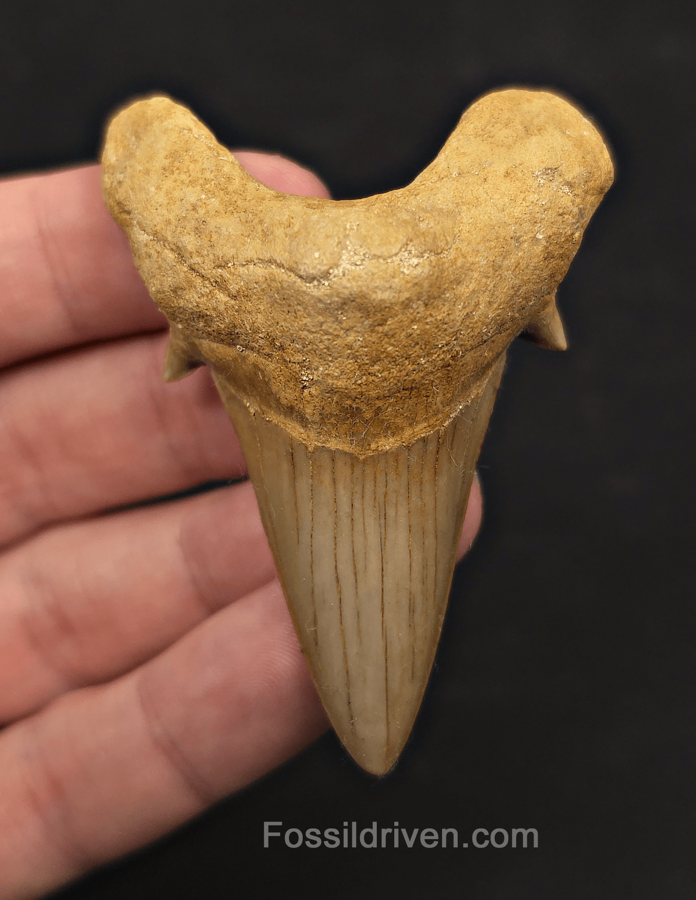 2.69" Fossil Otodus obliquus Tooth - Morocco | Fossil Driven - Fossil Driven