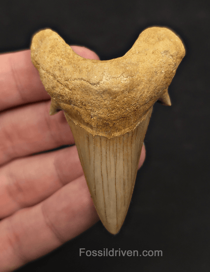 2.69" Fossil Otodus obliquus Tooth - Morocco | Fossil Driven - Fossil Driven