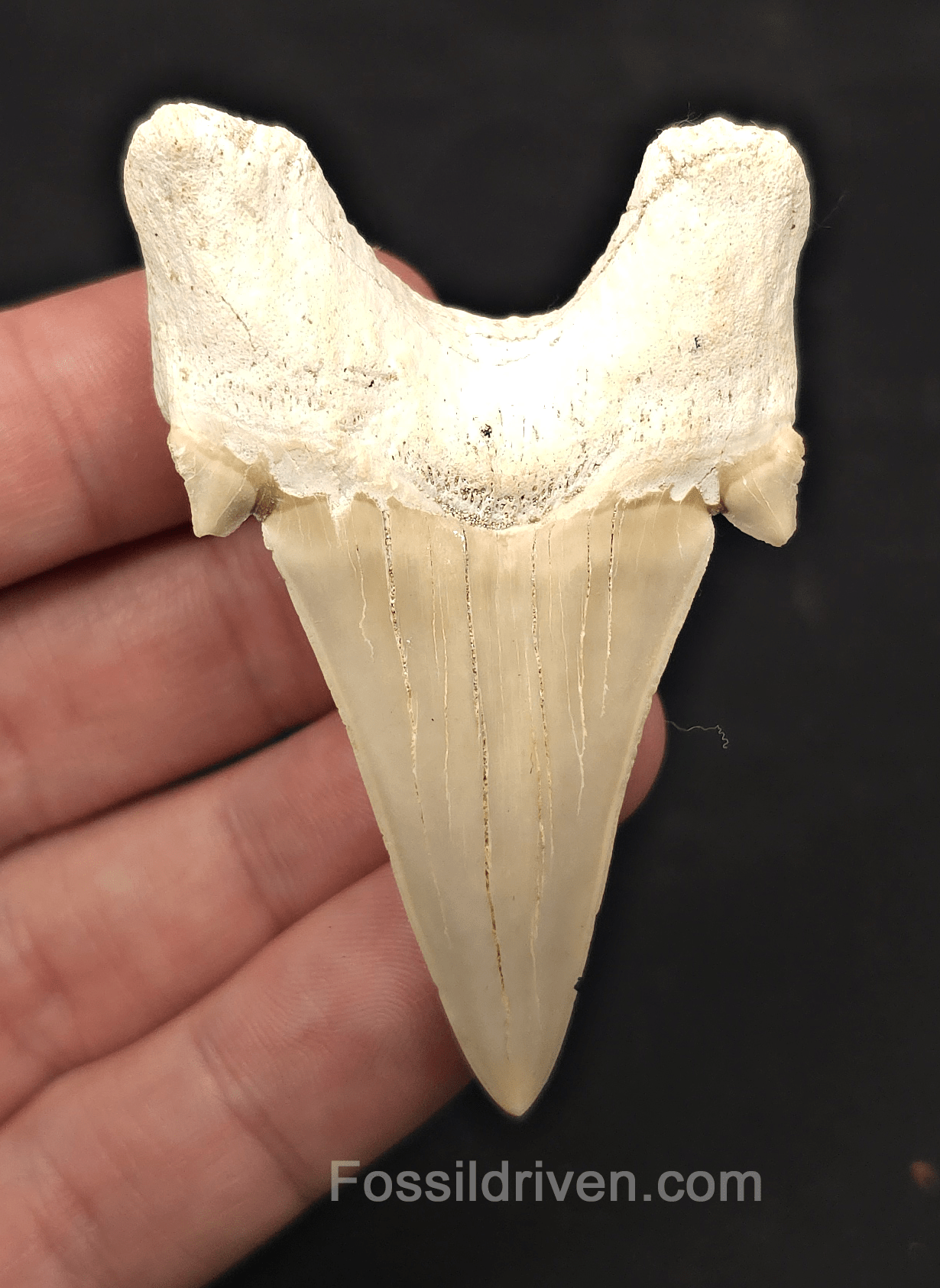 2.69" Fossil Otodus obliquus Tooth - Morocco | Fossil Driven - Fossil Driven
