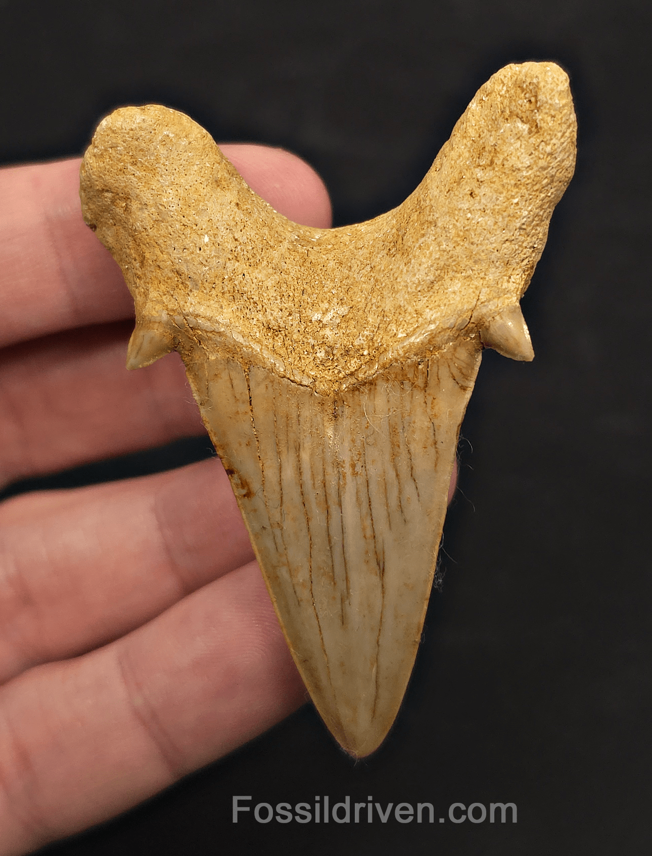 2.69" Fossil Otodus obliquus Tooth - Morocco | Fossil Driven - Fossil Driven