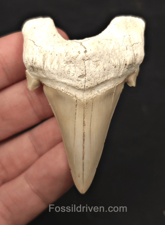 2.69" Fossil Otodus obliquus Tooth - Morocco | Fossil Driven - Fossil Driven