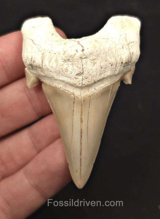 2.69" Fossil Otodus obliquus Tooth - Morocco | Fossil Driven (Otodus 2690) - Fossil Driven