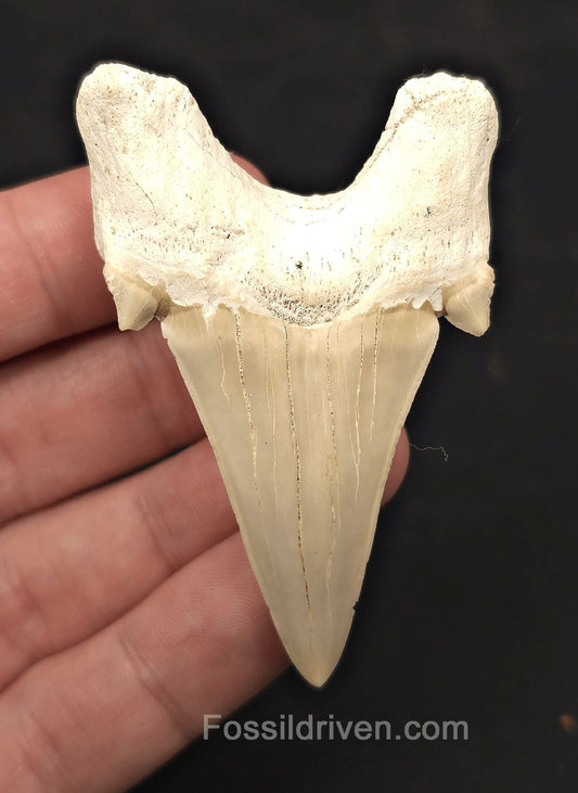 2.69" Fossil Otodus obliquus Tooth - Morocco | Fossil Driven (Otodus 2690) - Fossil Driven