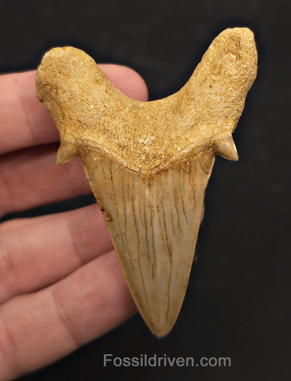 2.69" Fossil Otodus obliquus Tooth - Morocco | Fossil Driven (Otodus #2802) - Fossil Driven