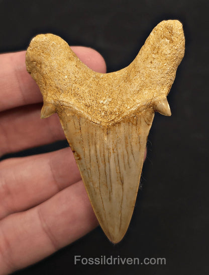 2.69" Fossil Otodus obliquus Tooth - Morocco | Fossil Driven (Otodus #2802) - Fossil Driven