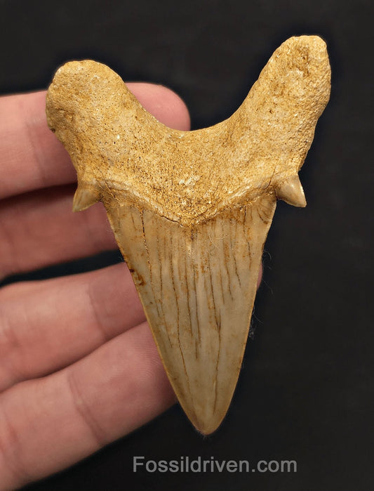 2.69" Fossil Otodus obliquus Tooth - Morocco | Fossil Driven (Otodus #2802) - Fossil Driven