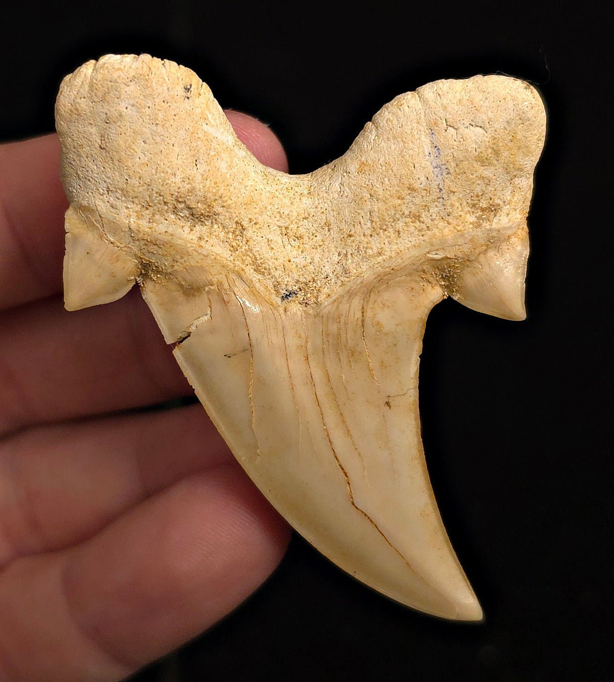 2.70" Fossil Otodus obliquus Tooth - Morocco | (Otodus #3184) - Fossil Driven