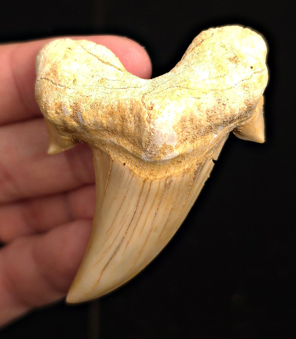 2.70" Fossil Otodus obliquus Tooth - Morocco | (Otodus #3184) - Fossil Driven