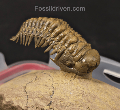 2.71" Flying Crotalocephalina Trilobite – Devonian – Issoumour, Morocco - Fossil Driven