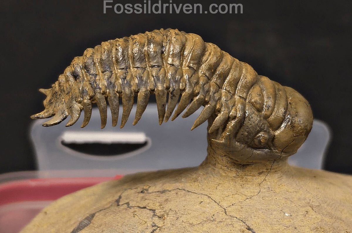 2.71" Flying Crotalocephalina Trilobite – Devonian – Issoumour, Morocco - Fossil Driven