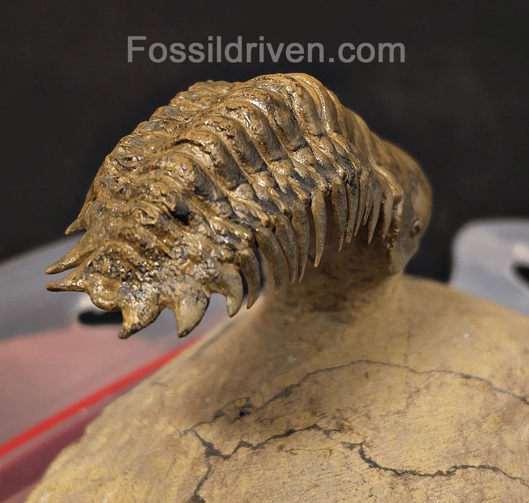 2.71" Flying Crotalocephalina Trilobite – Devonian – Issoumour, Morocco - Fossil Driven