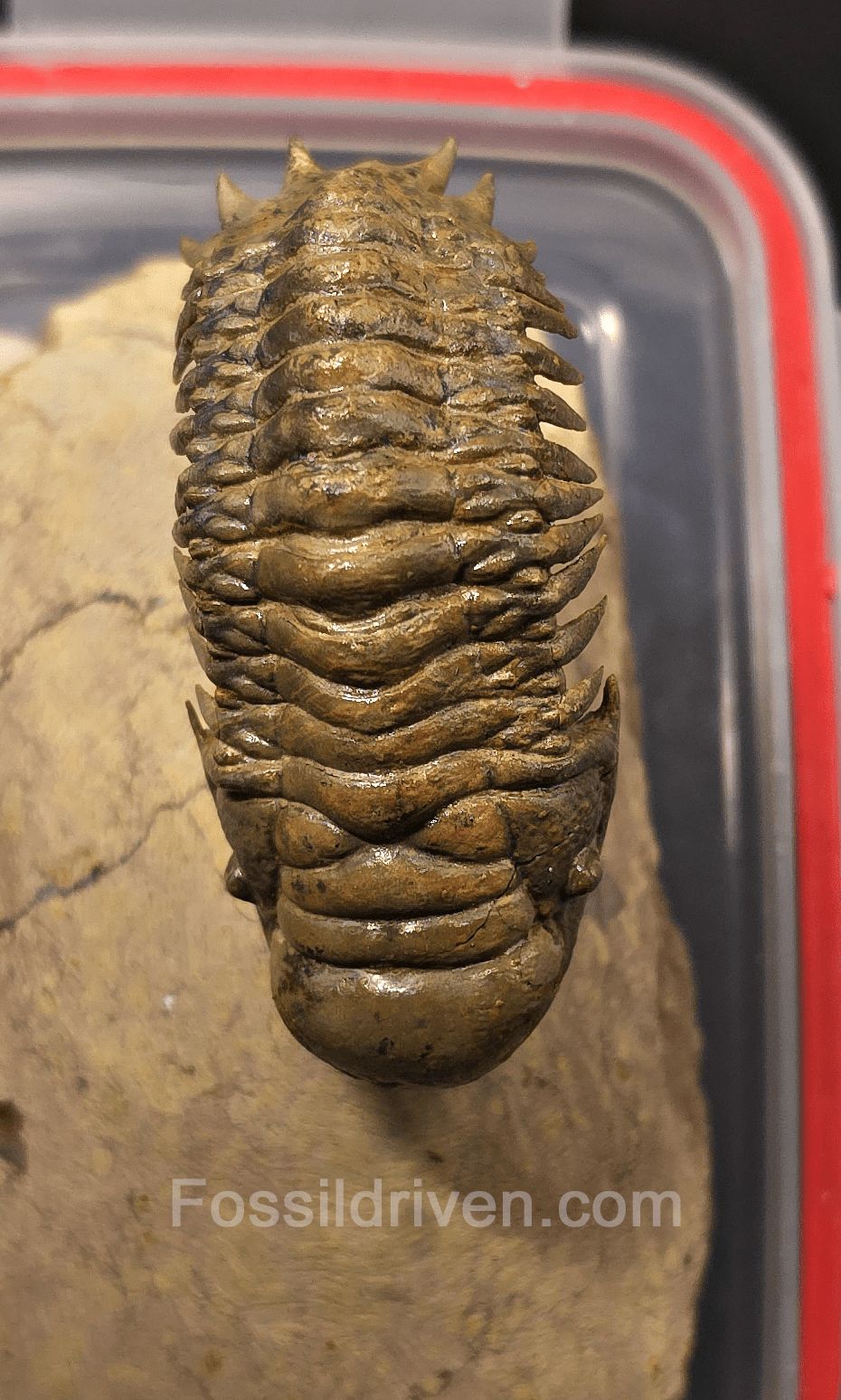 2.71" Flying Crotalocephalina Trilobite – Devonian – Issoumour, Morocco - Fossil Driven