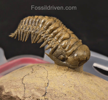 2.71" Flying Crotalocephalina Trilobite – Devonian – Issoumour, Morocco - Fossil Driven