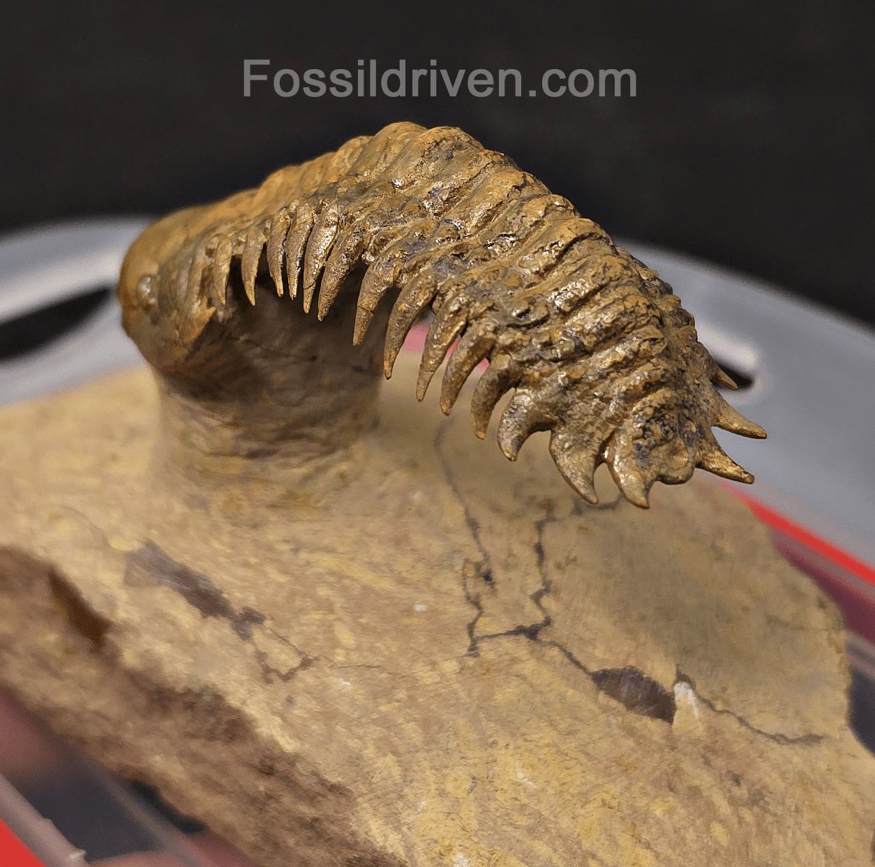 2.71" Flying Crotalocephalina Trilobite – Devonian – Issoumour, Morocco - Fossil Driven
