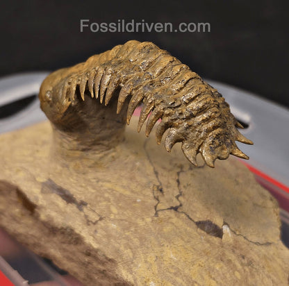 2.71" Flying Crotalocephalina Trilobite – Devonian – Issoumour, Morocco - Fossil Driven