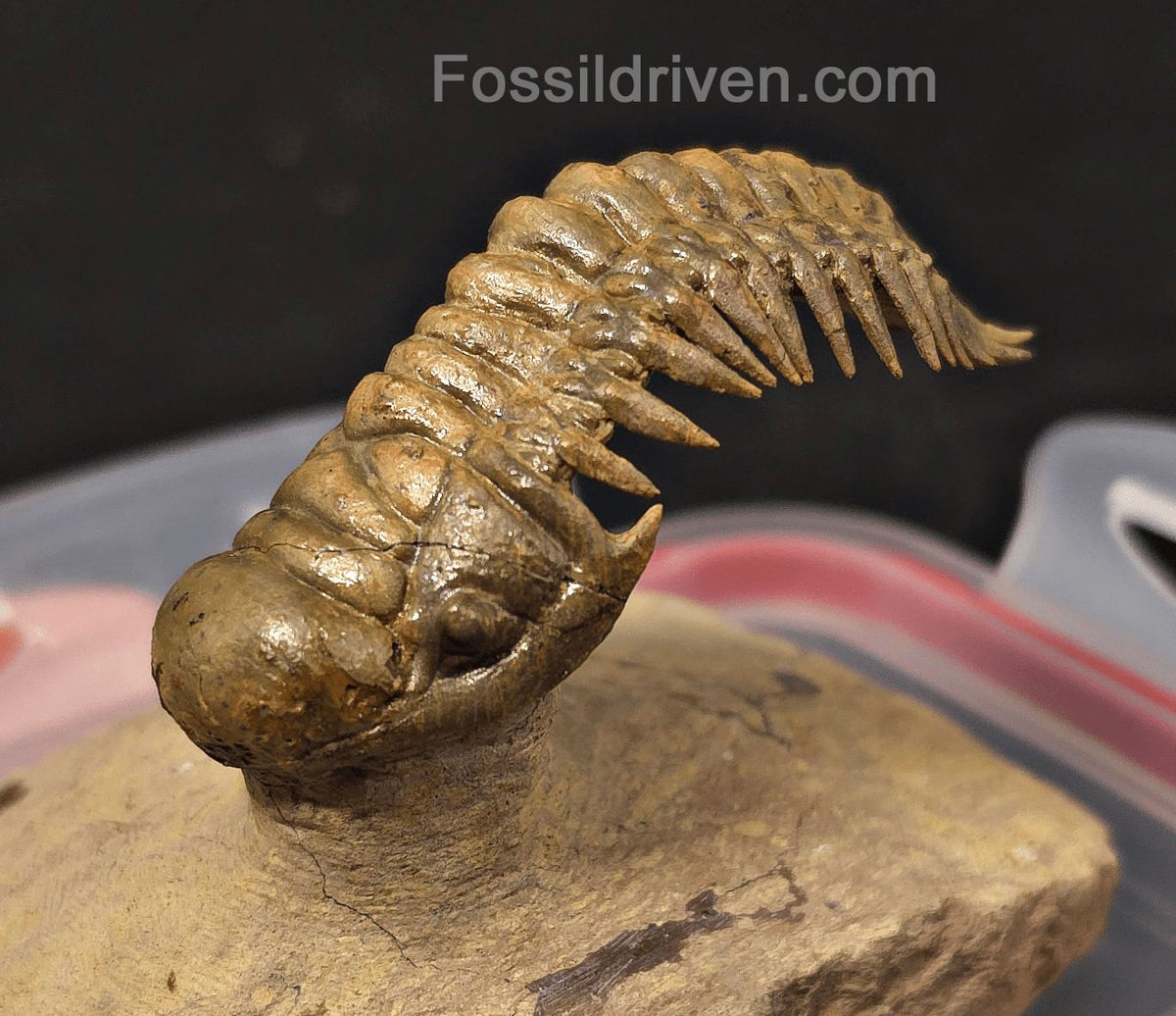2.71" Flying Crotalocephalina Trilobite – Devonian – Issoumour, Morocco - Fossil Driven