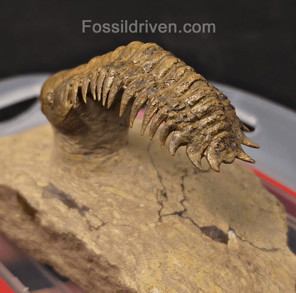 2.71" Flying Crotalocephalina Trilobite – Devonian – Issoumour, Morocco - Fossil Driven
