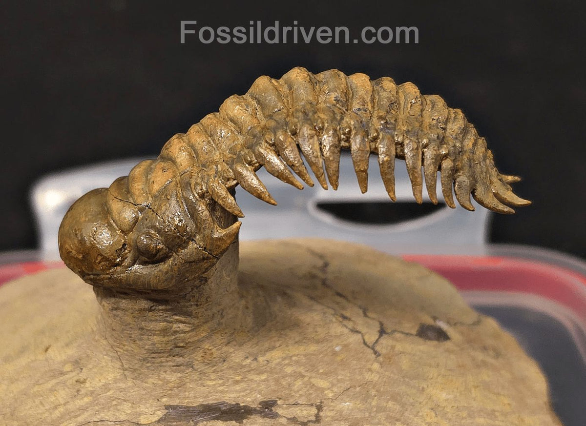 2.71" Flying Crotalocephalina Trilobite – Devonian – Issoumour, Morocco - Fossil Driven