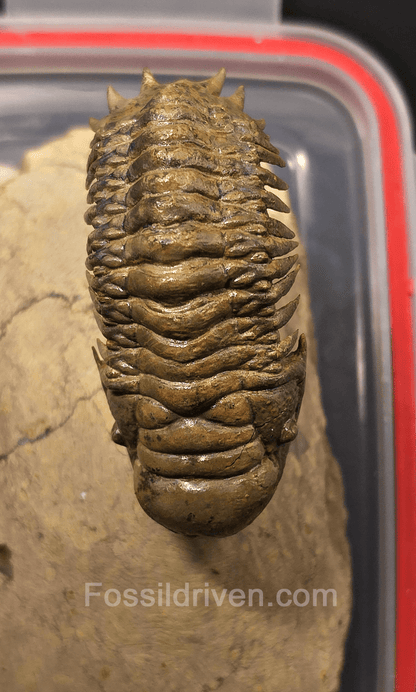 2.71" Flying Crotalocephalina Trilobite – Devonian – Issoumour, Morocco - Fossil Driven
