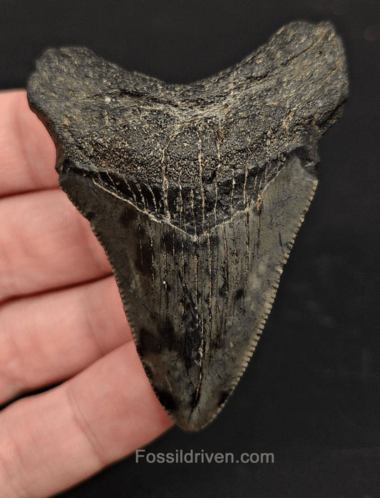 2.71" Fossil Megalodon Shark Tooth - Beaufort, South Carolina | Fossil Driven - Fossil Driven