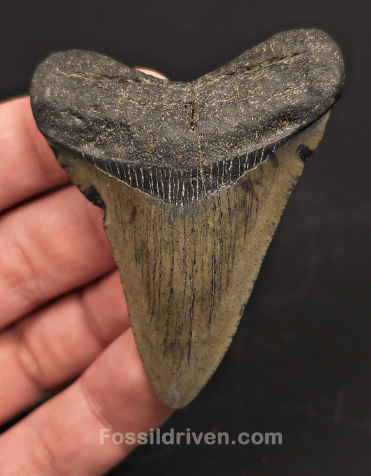 2.71" Fossil Megalodon Tooth for Sale - Beaufort, South Carolina | Fossil Driven - Fossil Driven